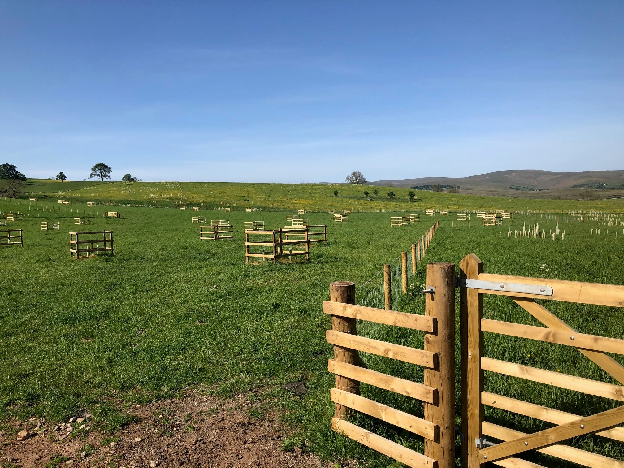 In the background you can see the expansive green pasture dotted with protective wooden enclosures around young saplings.