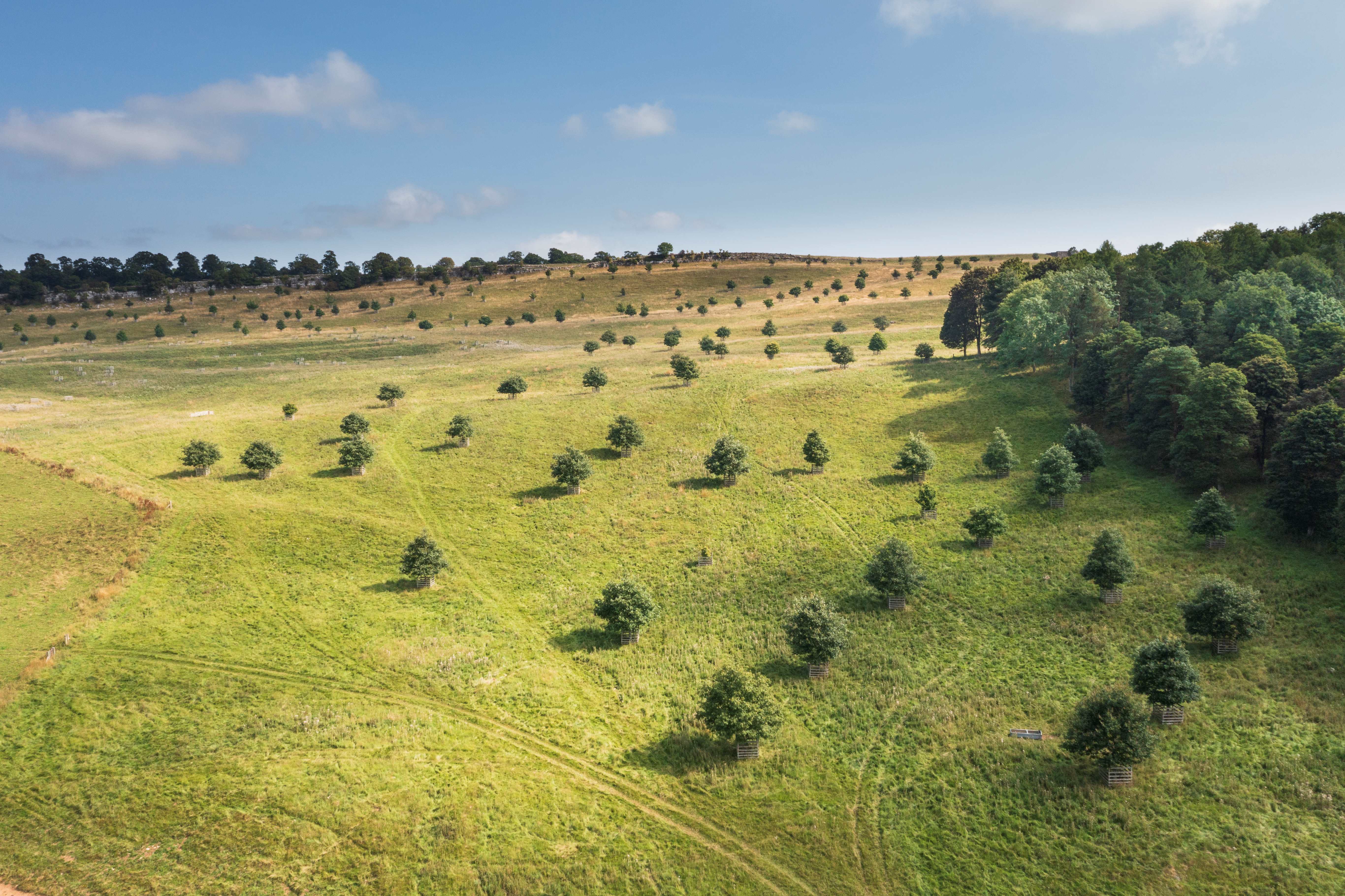 In the background you can see young trees planted in protective cages, gradually repopulating the hillside. These trees are part of a reforestation or land restoration effort, scattered evenly across the grassy slopes. A dense woodland marks the edge of the frame to the right