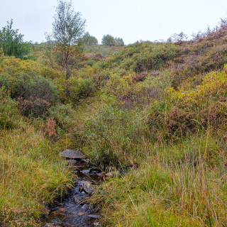 Habitat corridors